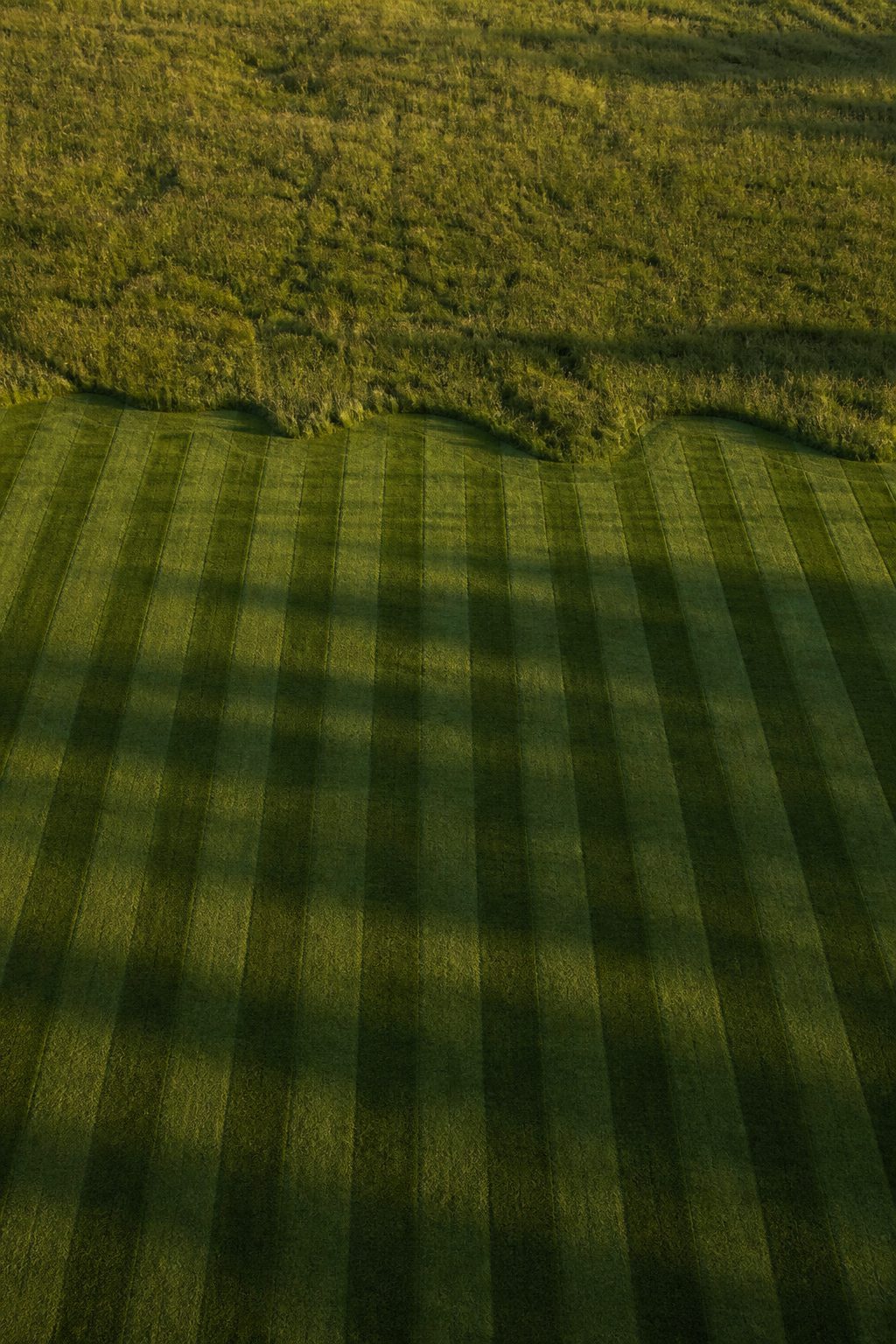 Aerial view of a large lawn half cut in clean stripes, the boundary between worked and unworked grass sharply visible